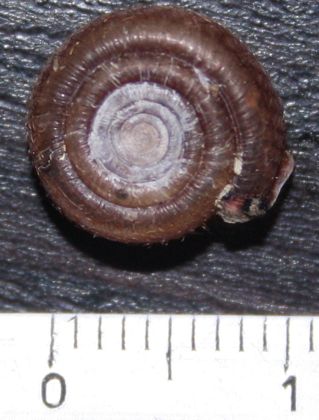 Helicodonta obvoluta?